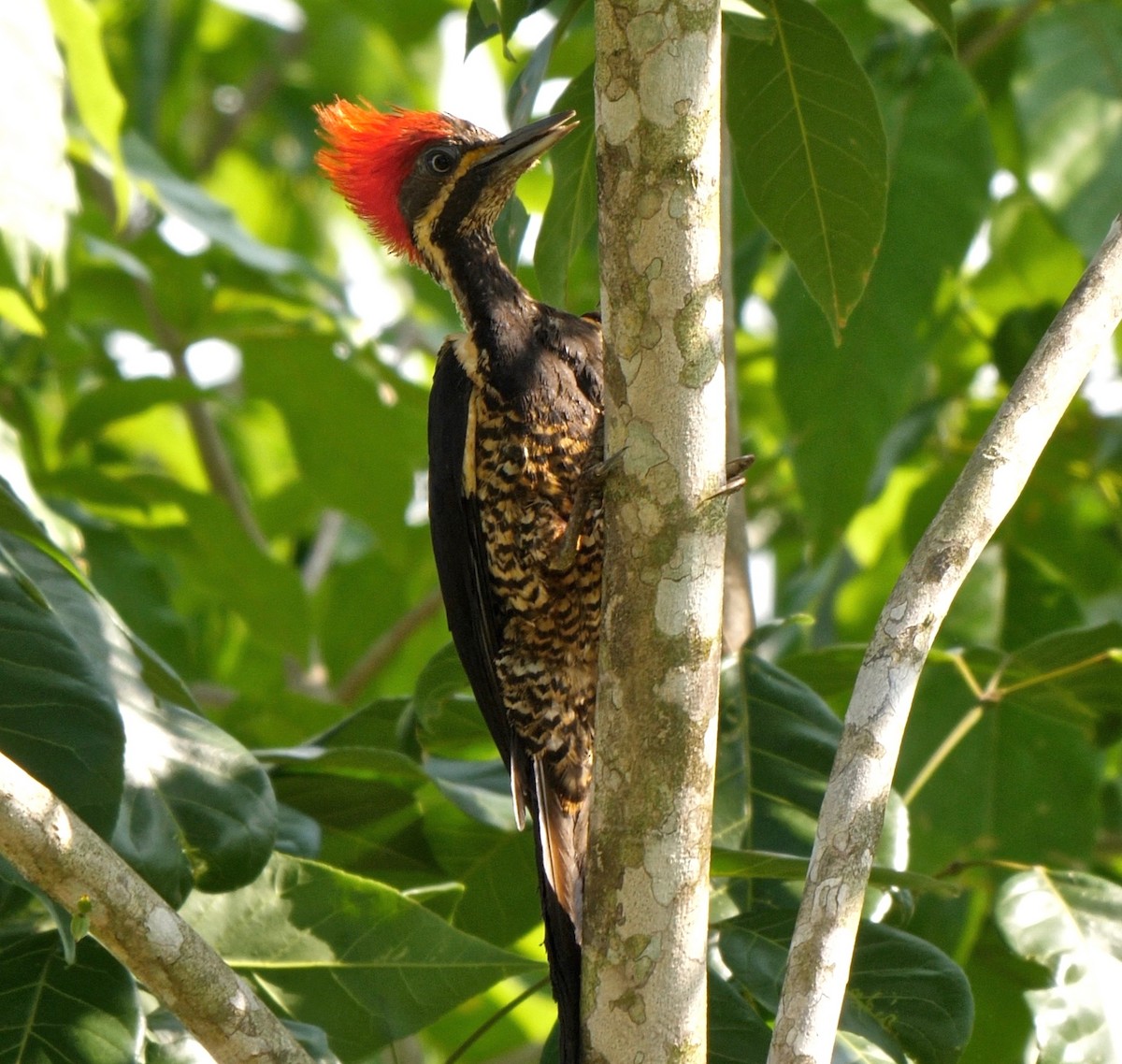 Lineated Woodpecker (Lineated) - ML205805871