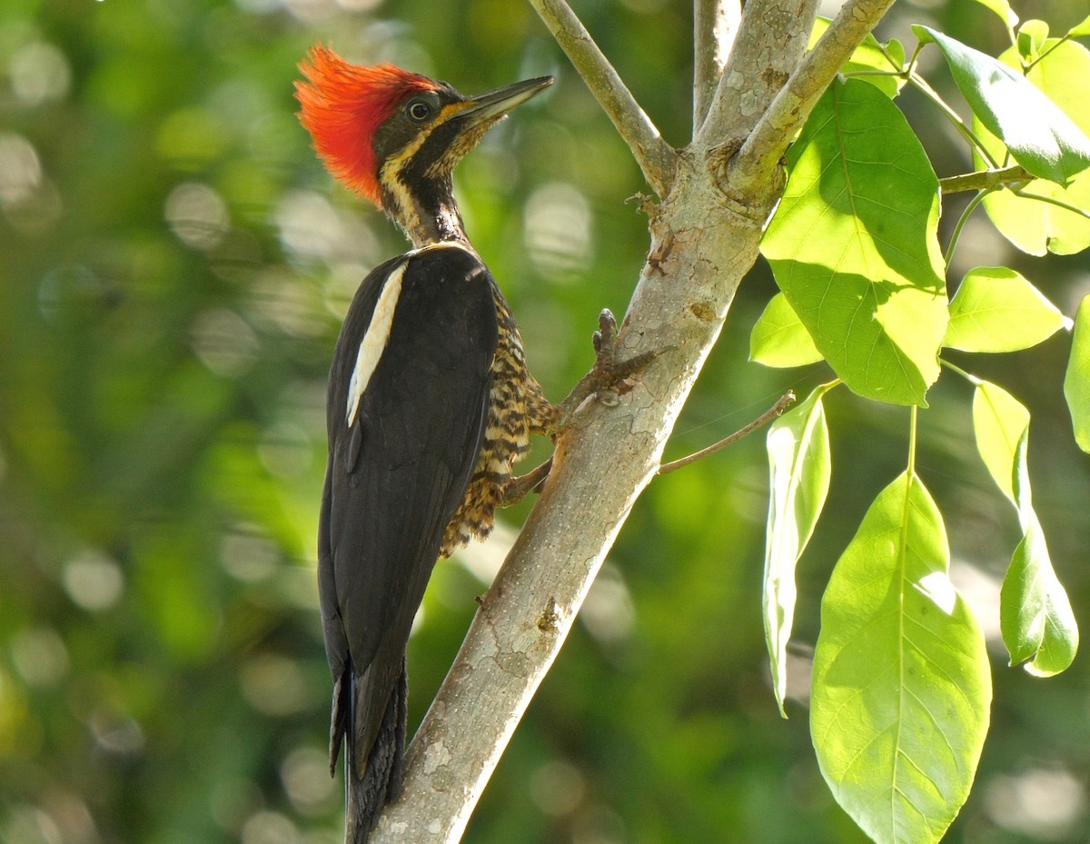 Lineated Woodpecker (Lineated) - Greg Baker