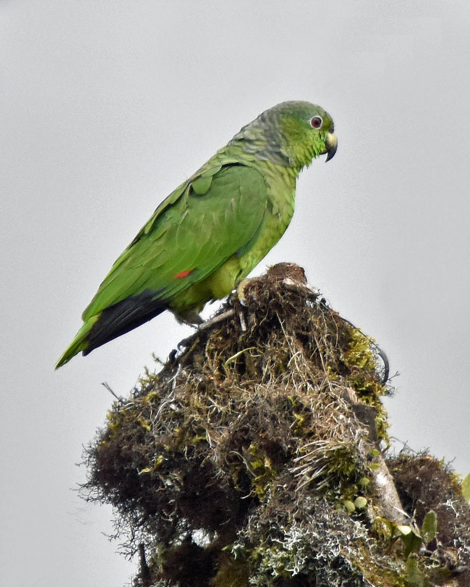 Scaly-naped Parrot - ML205806331