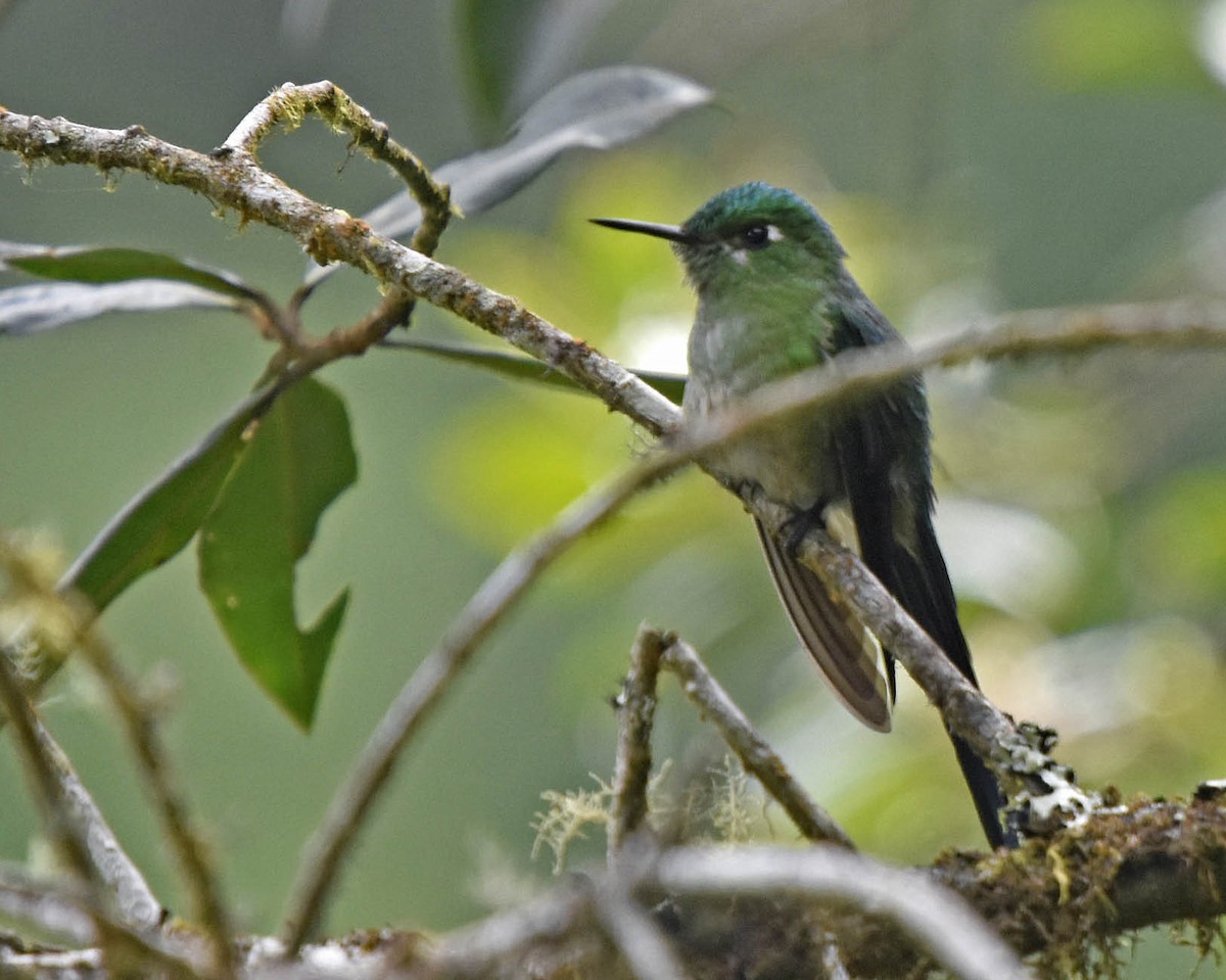 Long-tailed Sylph - ML205806341
