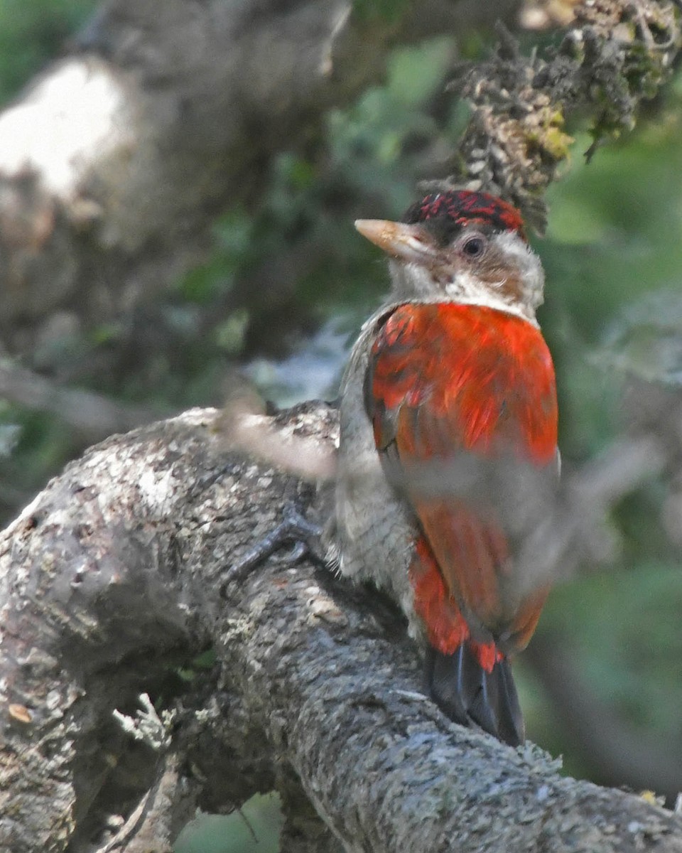 Scarlet-backed Woodpecker - ML205806501