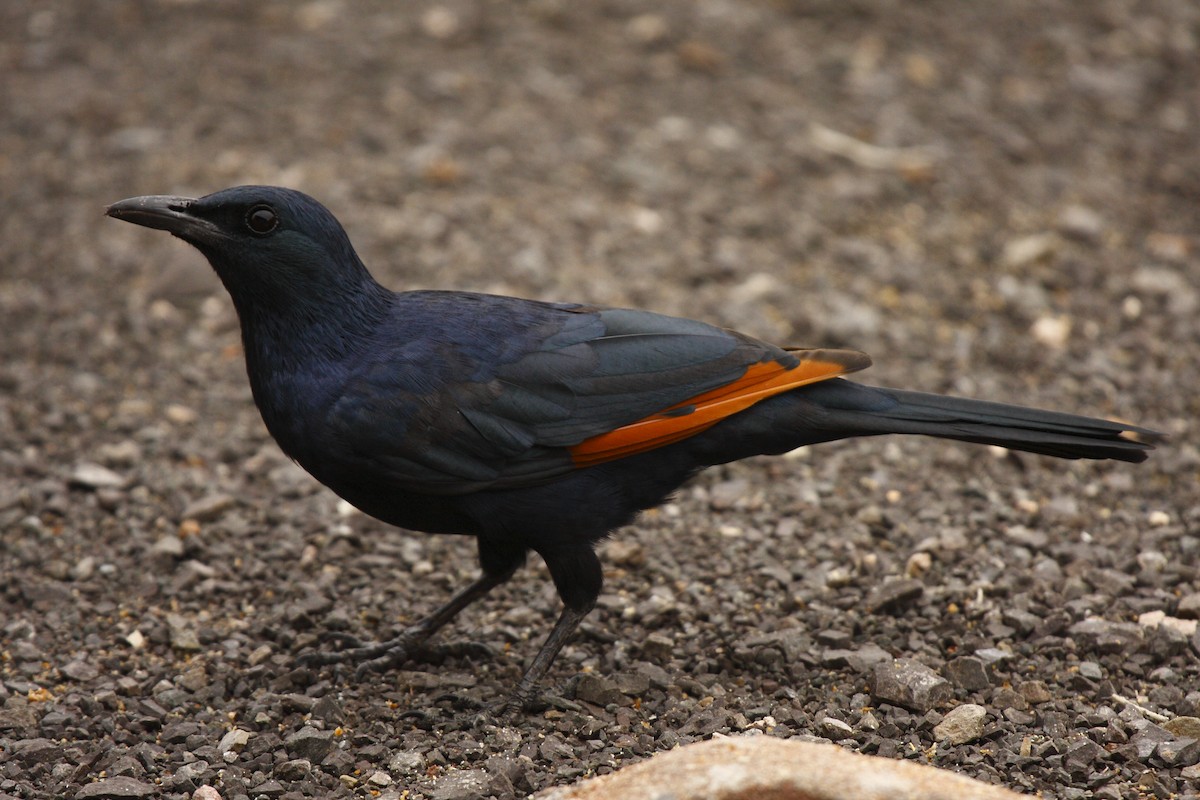 Red-winged Starling - Loutjie Steenberg