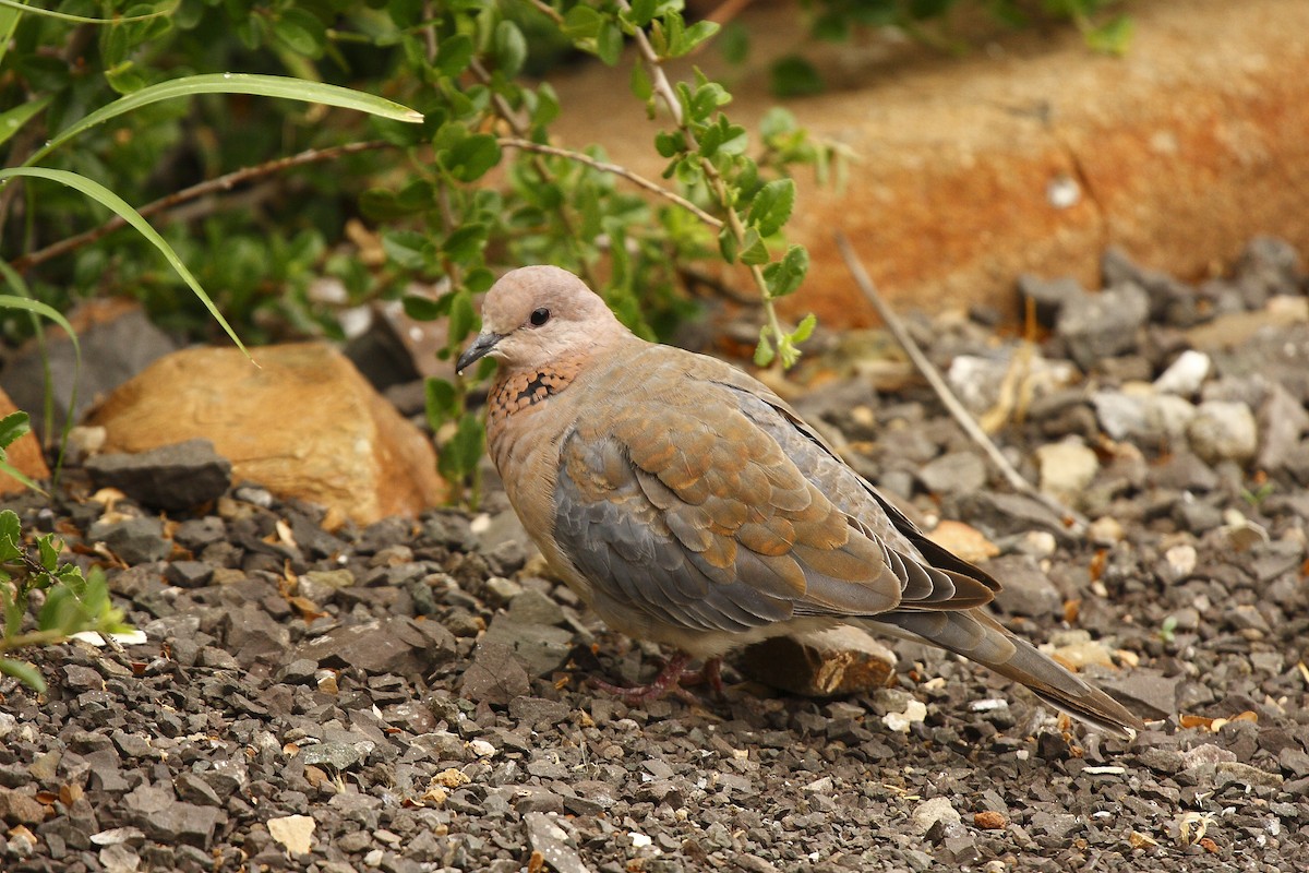 Laughing Dove - Loutjie Steenberg