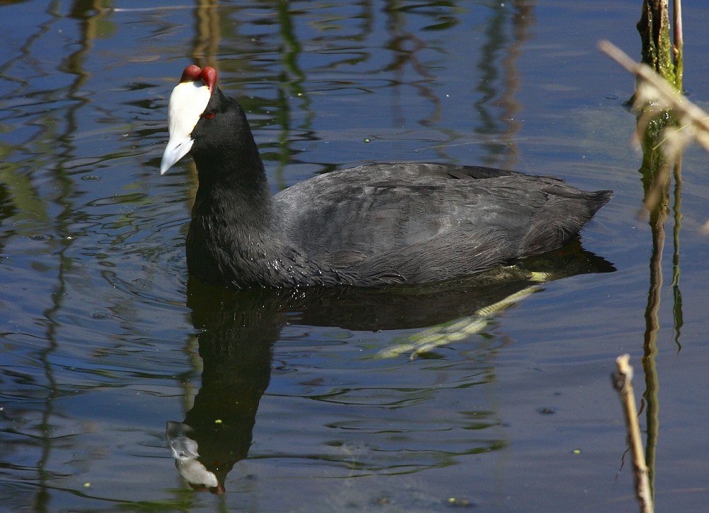 Red-knobbed Coot - Loutjie Steenberg