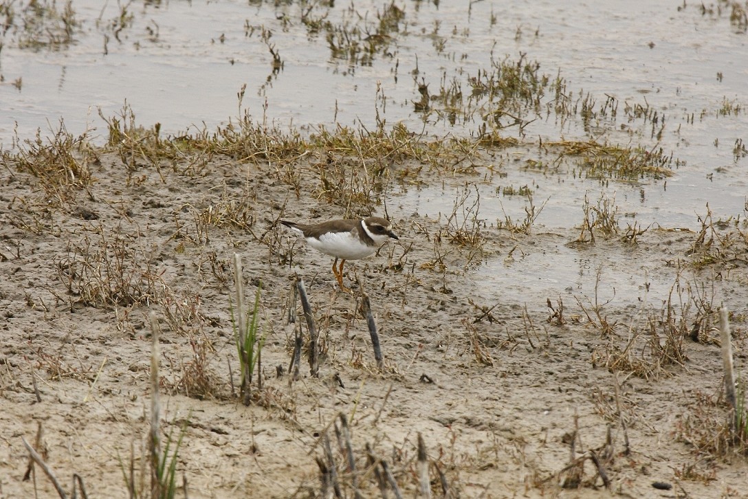 Common Ringed Plover - ML205806991
