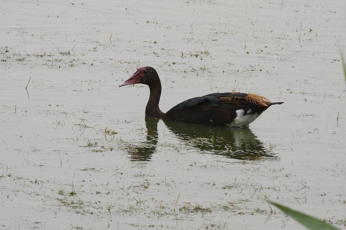Spur-winged Goose (Southern) - ML205807011