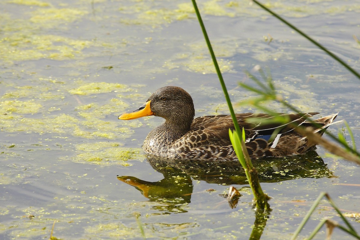 Yellow-billed Duck - Loutjie Steenberg