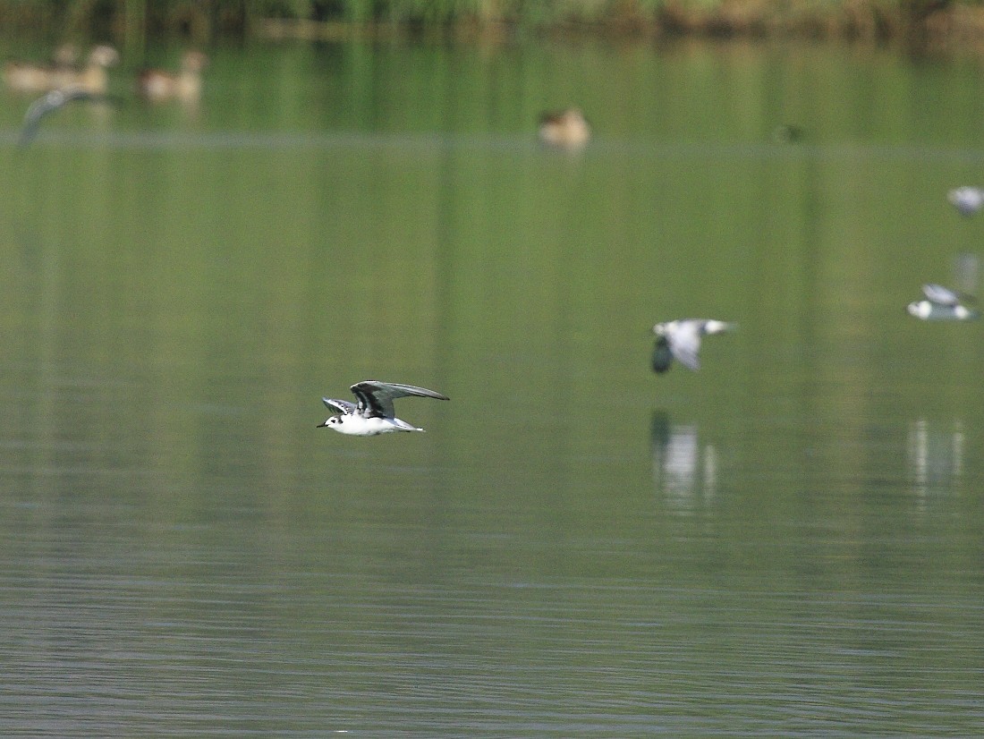 White-winged Tern - ML205807281