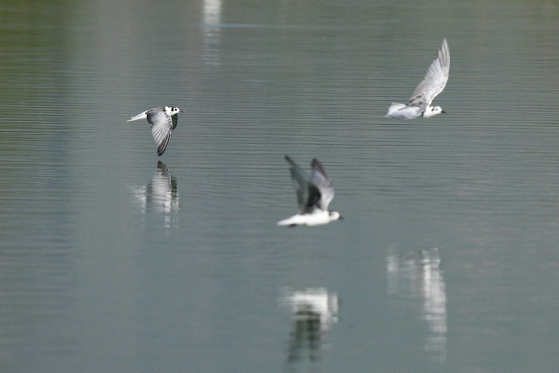 White-winged Tern - ML205807301