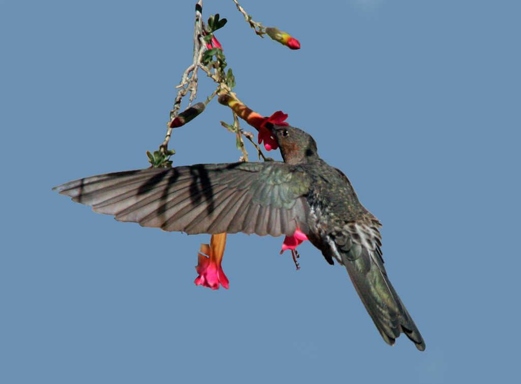 Giant Hummingbird - ML205807401