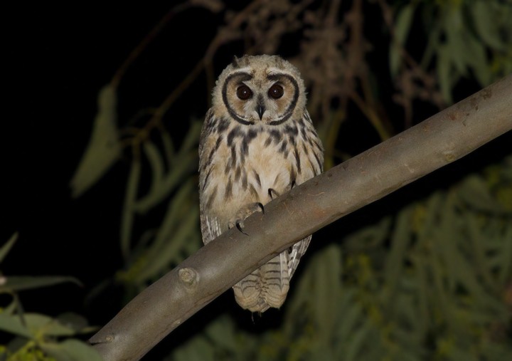 Striped Owl - Bruno Salaroli