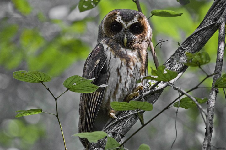 Mottled Owl (Amazonian) - Bruno Salaroli