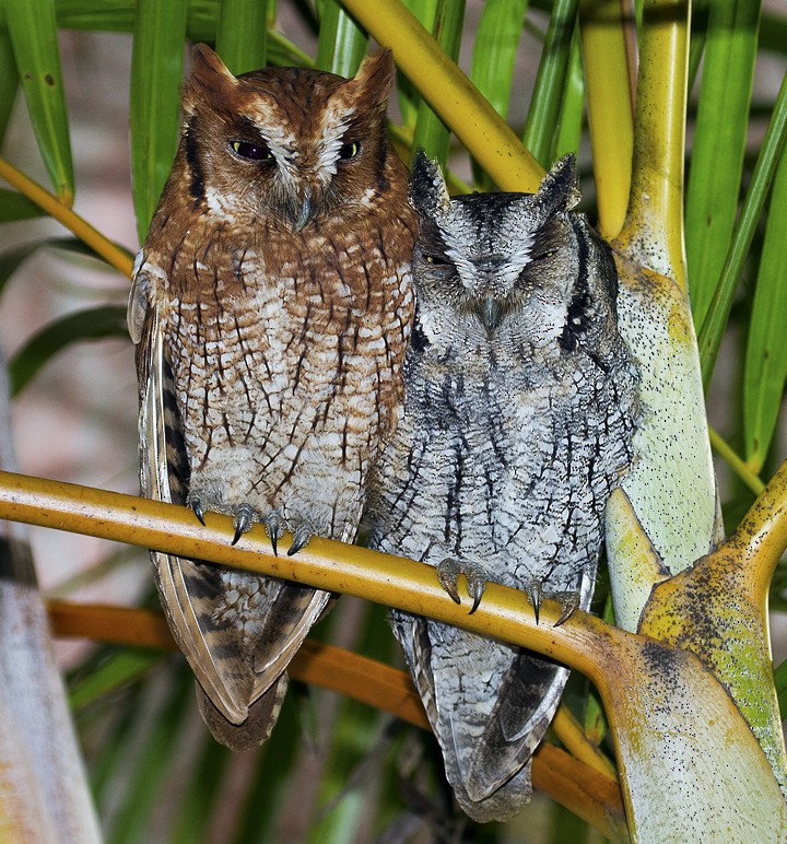 Tropical Screech-Owl - Bruno Salaroli
