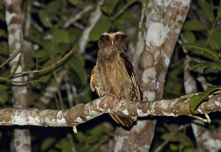 Crested Owl - ML205807511