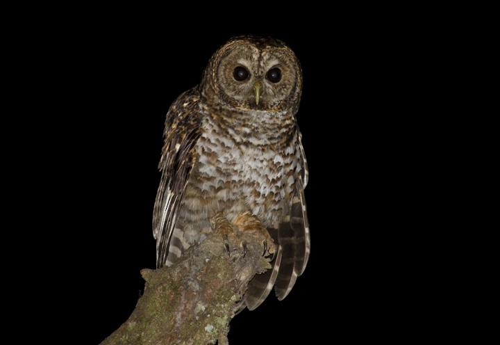 Rusty-barred Owl - ML205807521