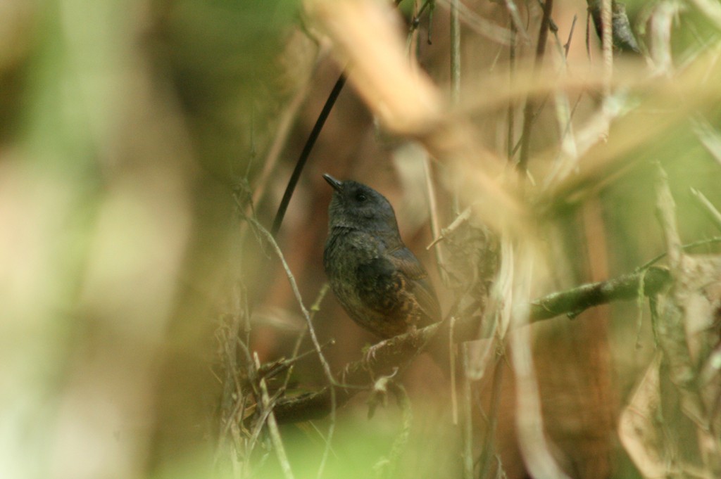 Mouse-colored Tapaculo - ML205807691