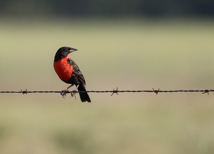 Red-breasted Meadowlark - Bruno Salaroli