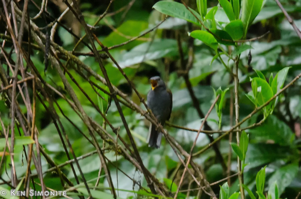 Andean Solitaire - ML205807911