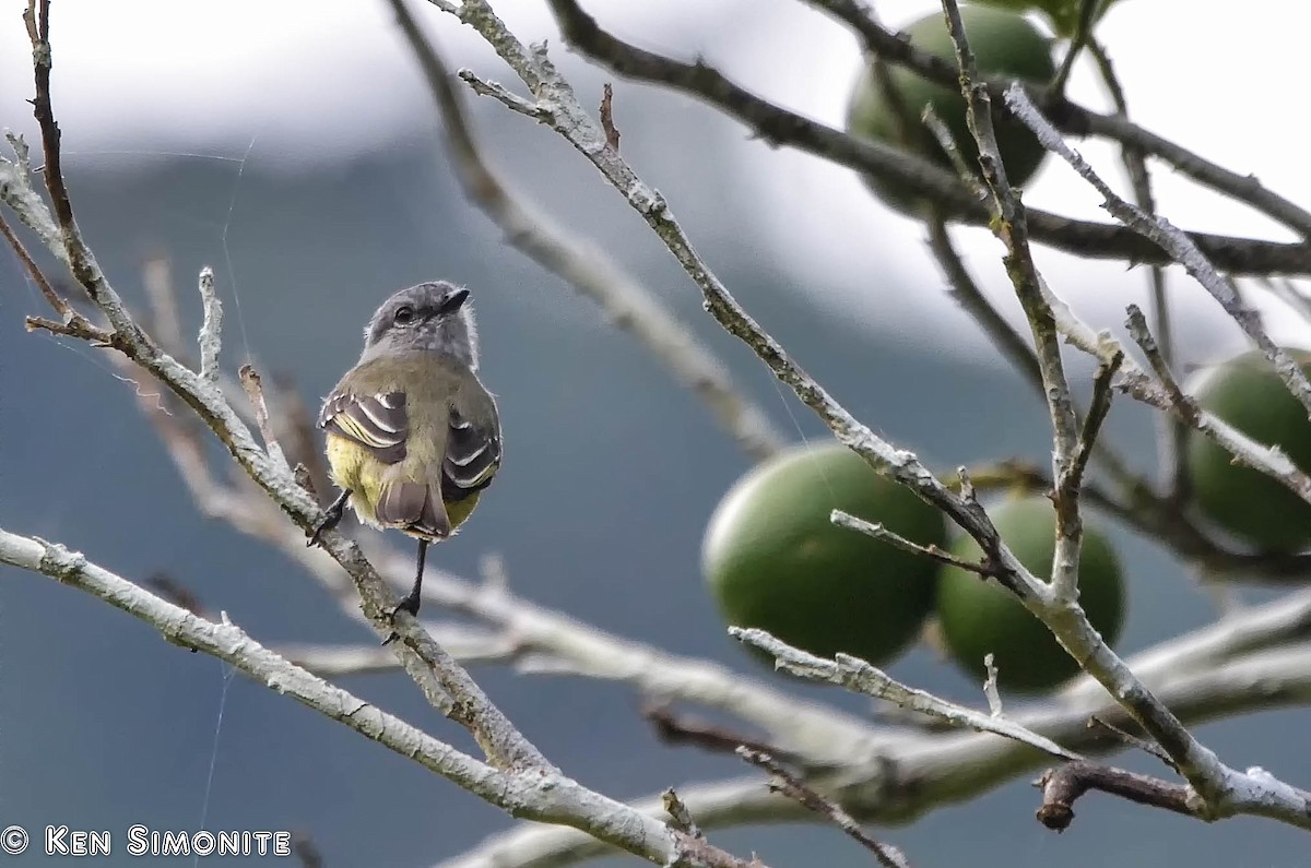 Yellow-crowned Tyrannulet - ML205807971
