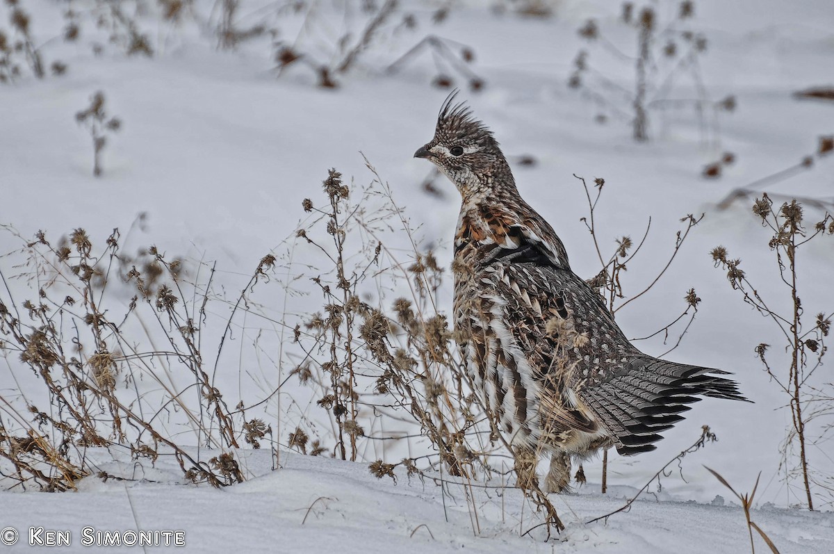 ML205808211 Ruffed Grouse Macaulay Library