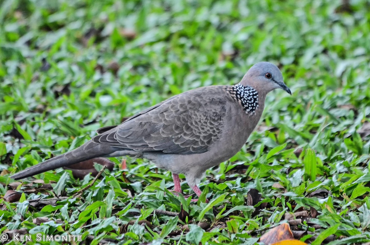 Spotted Dove - ML205808281