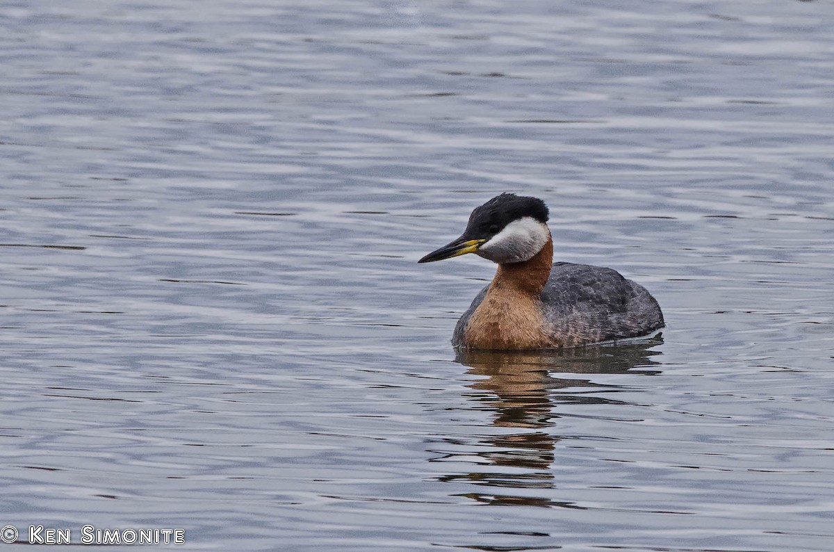 Red-necked Grebe - ML205808311