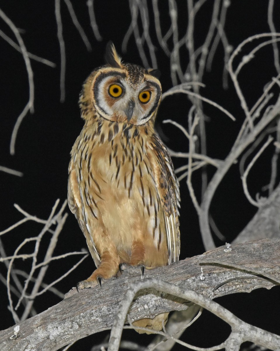 Striped Owl - ML205808421
