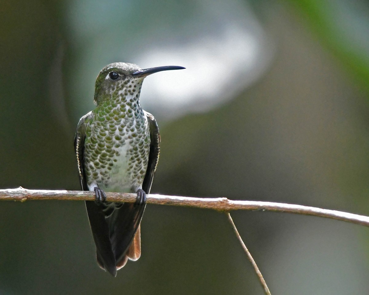Many-spotted Hummingbird - ML205808621