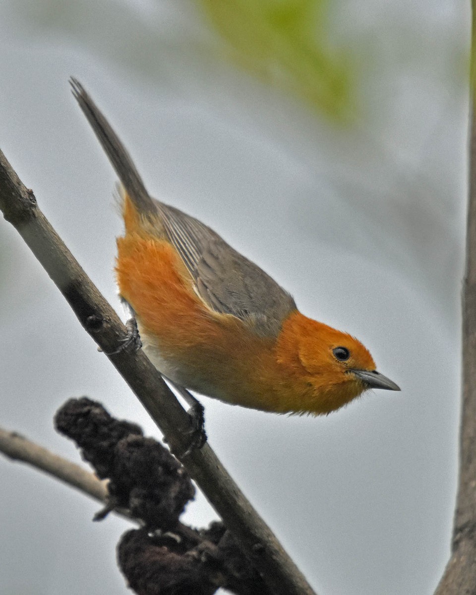 Rufous-chested Tanager - ML205808721