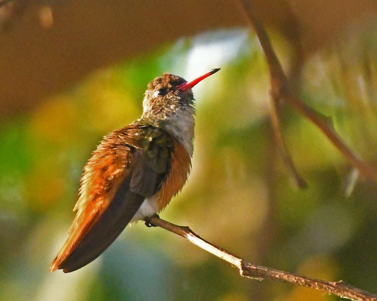 Amazilia Hummingbird (White-throated) - Tini & Jacob Wijpkema