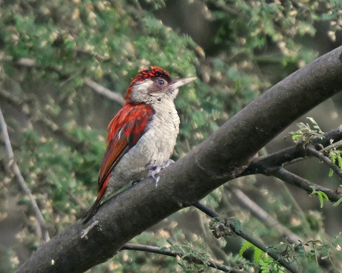 Scarlet-backed Woodpecker - ML205808821