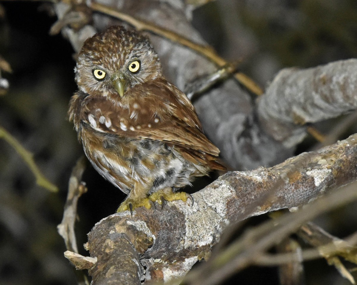 Peruvian Pygmy-Owl - Tini & Jacob Wijpkema