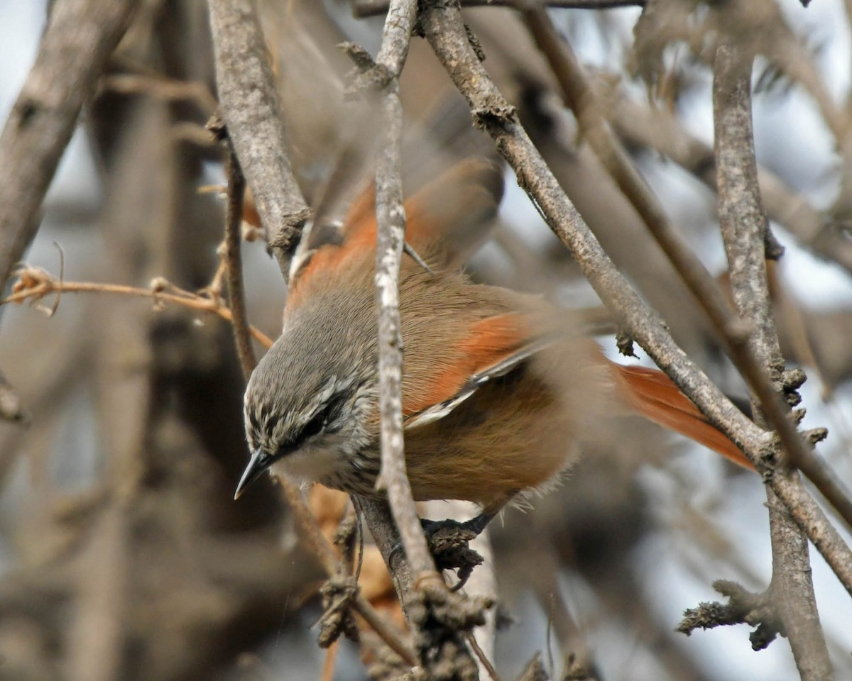 Necklaced Spinetail - ML205808891
