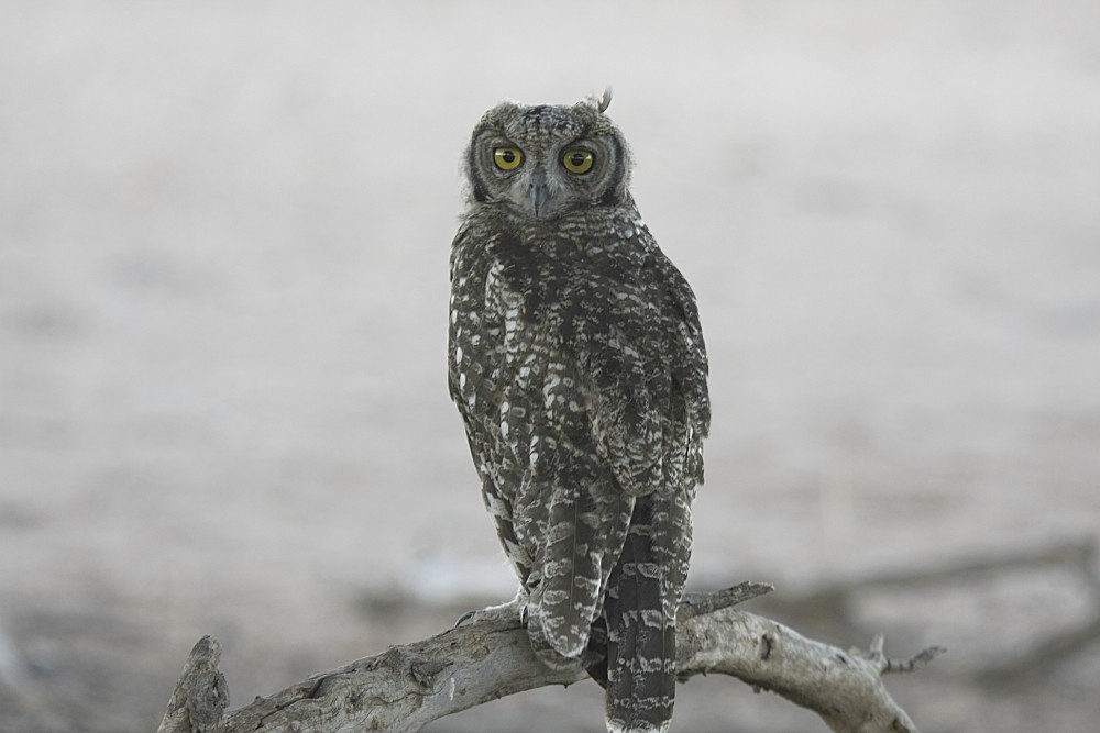 Spotted Eagle-Owl - ML205809401