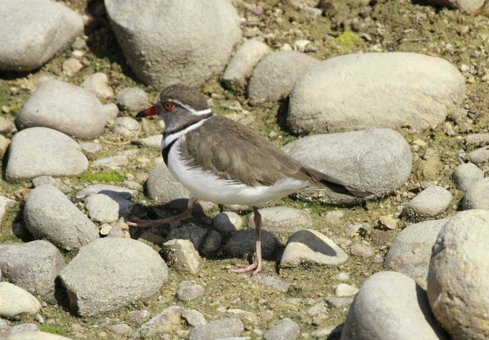 Three-banded Plover (African) - ML205809681