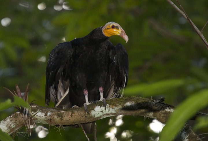 Greater Yellow-headed Vulture - Bruno Salaroli