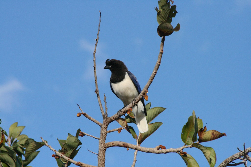 Curl-crested Jay - ML205809991