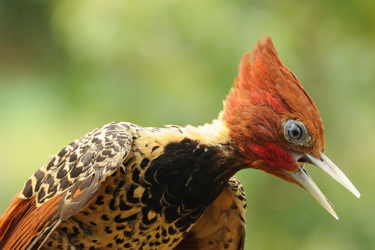 Rufous-headed Woodpecker - ML205810211
