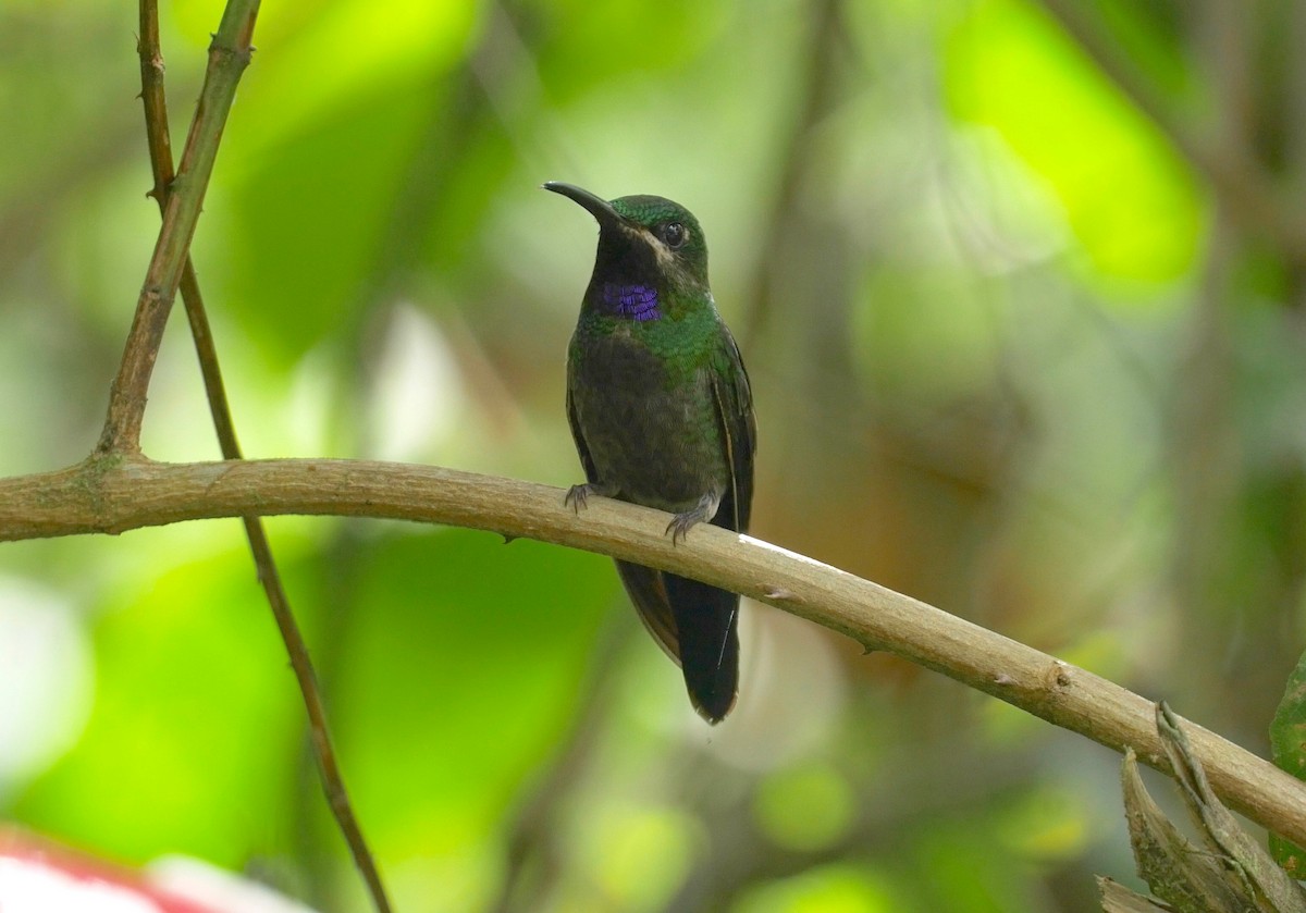kolibřík zelenoprsý (ssp. schreibersii) - ML205810231