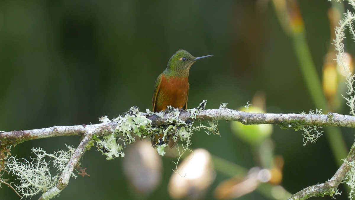 kolibřík peruánský - ML205810271