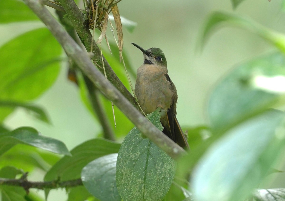 kolibřík hnědobřichý - ML205810311