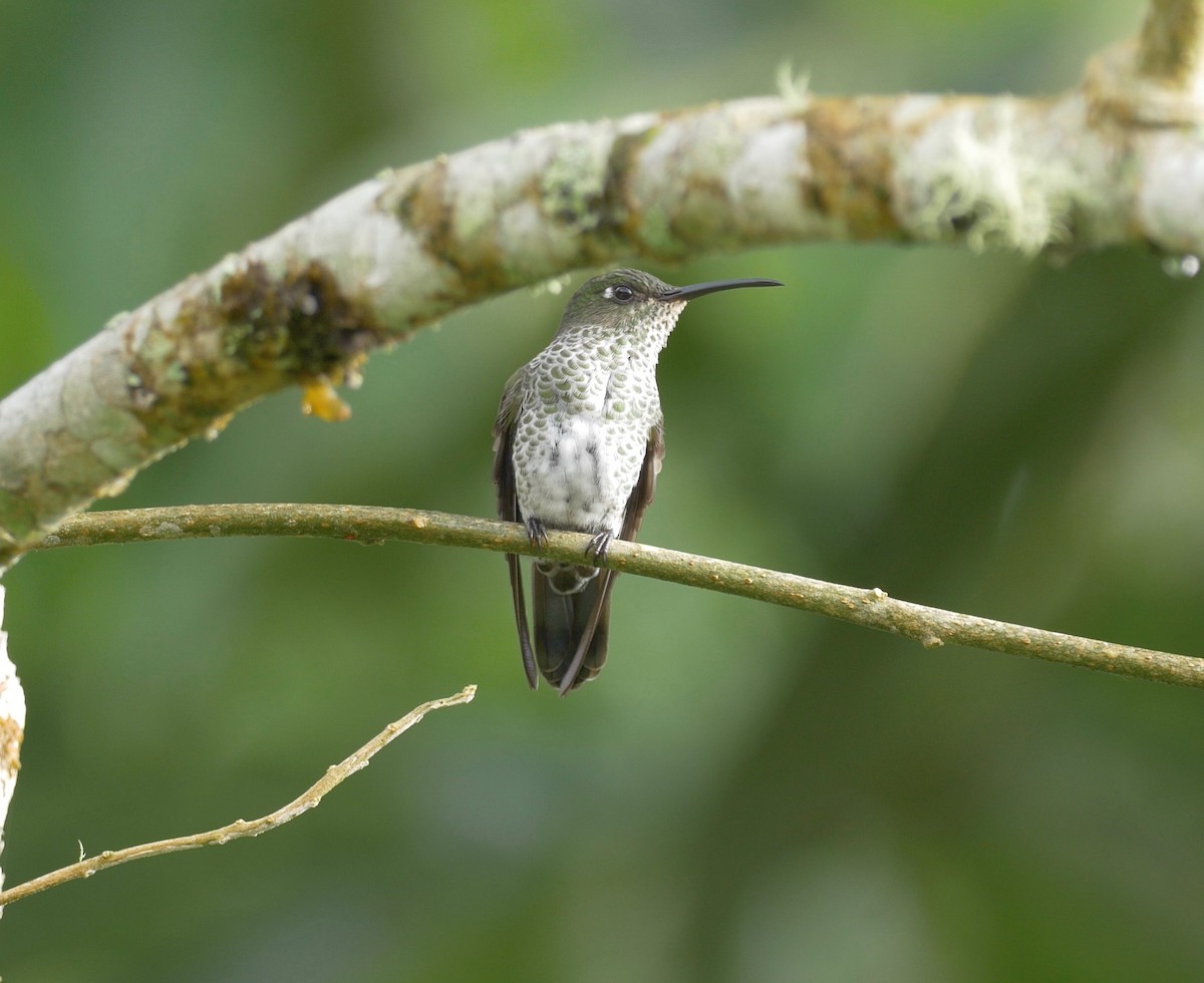 Many-spotted Hummingbird - Greg Baker