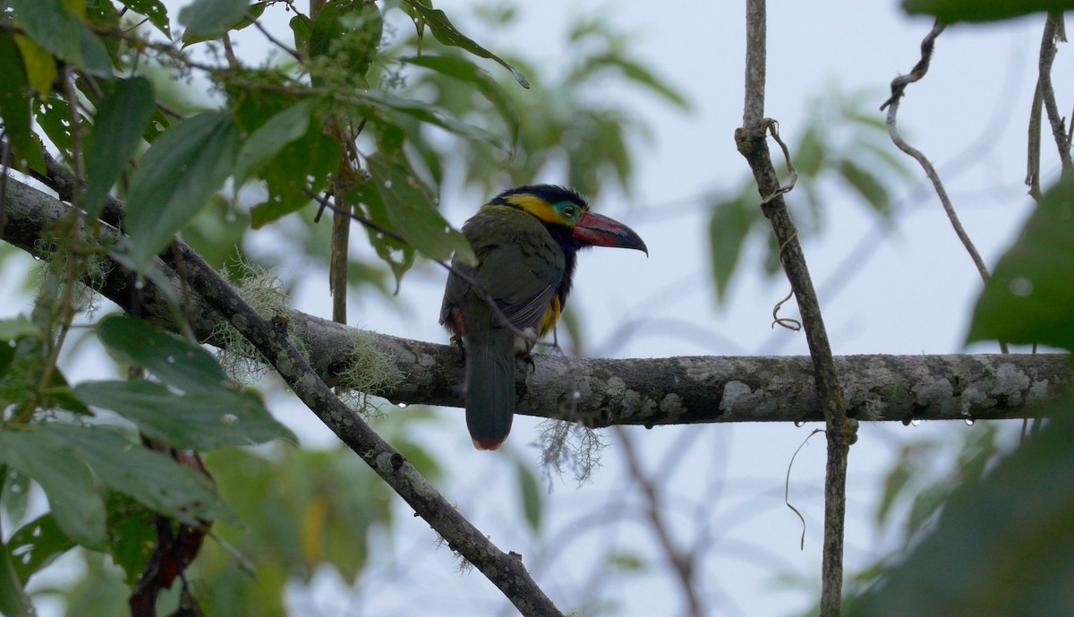Golden-collared Toucanet (Red-billed) - ML205810491