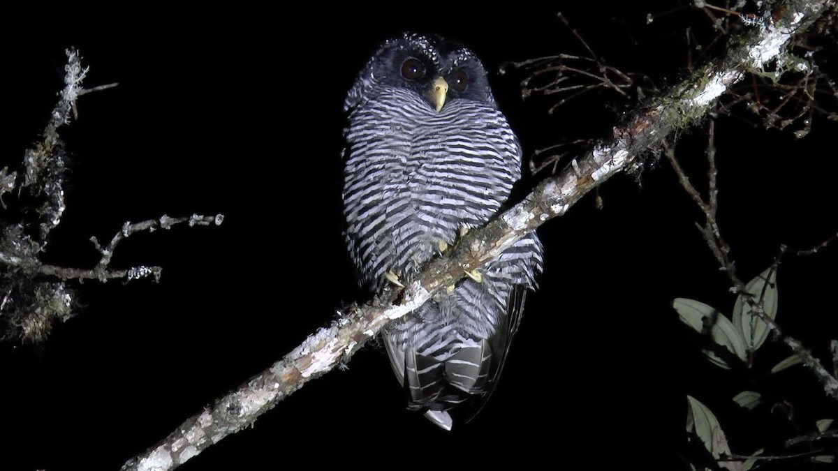 Black-banded Owl (San Isidro) - Greg Baker