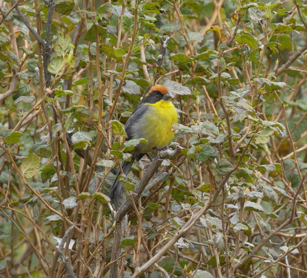 Yellow-breasted Brushfinch (Yellow-breasted) - ML205810651