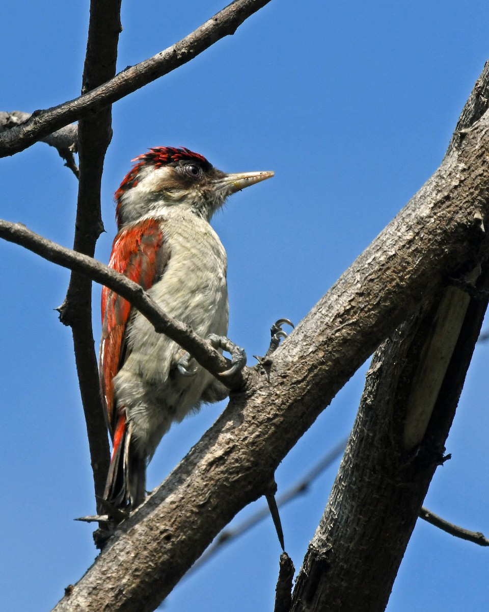Scarlet-backed Woodpecker - ML205810801