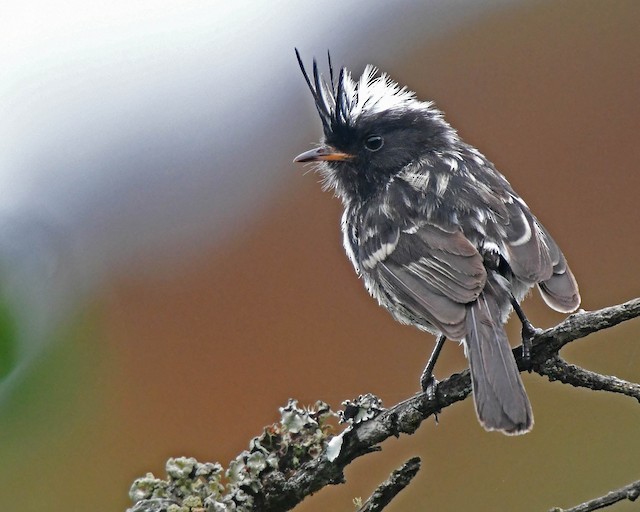 Black-crested Tit-Tyrant - eBird