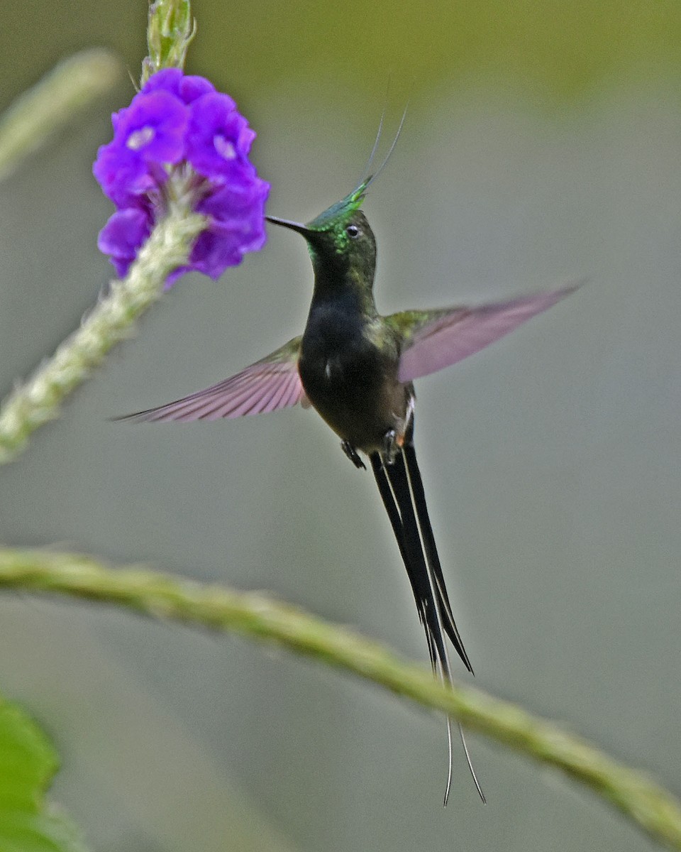 Wire-crested Thorntail - ML205811051