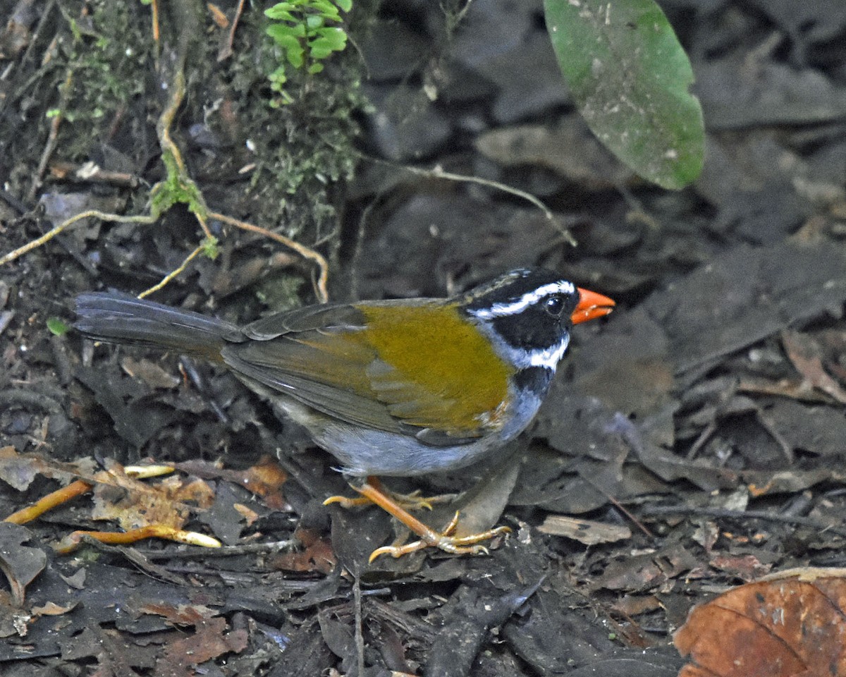 Orange-billed Sparrow (spectabilis) - ML205811071