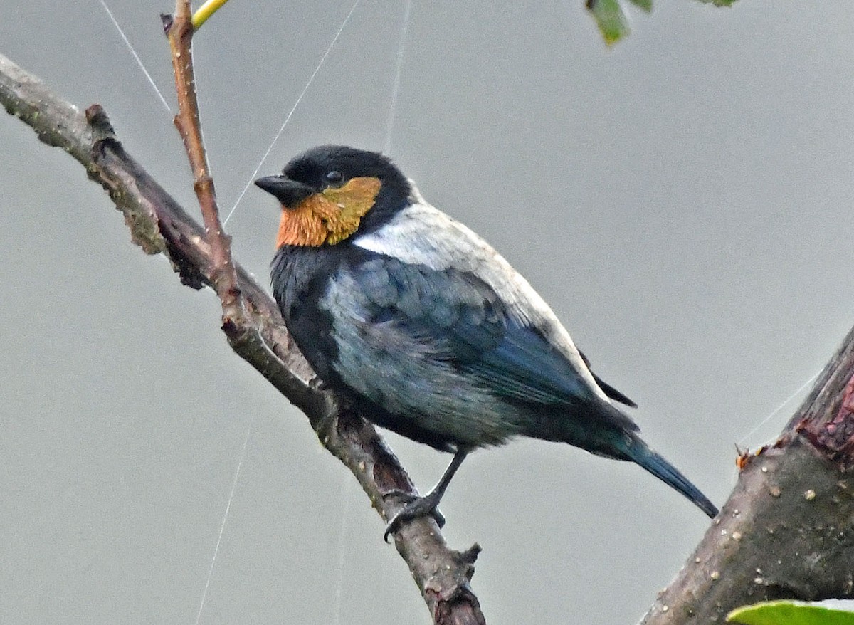 Silvery Tanager - ML205811091